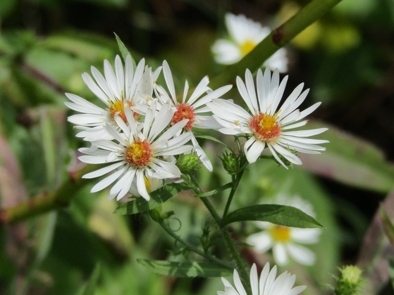 Symphyotrichum pilosum var. pilosum