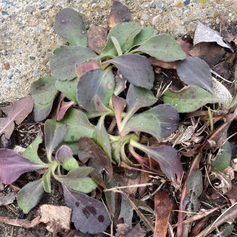 Symphyotrichum pilosum var. pilosum photo 2