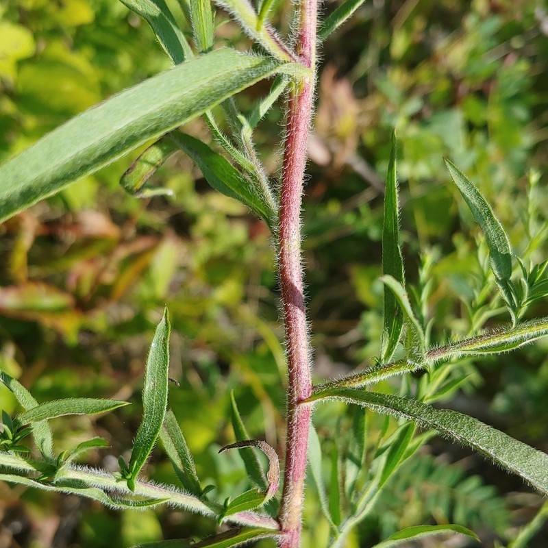 Symphyotrichum pilosum var. pilosum photo 3