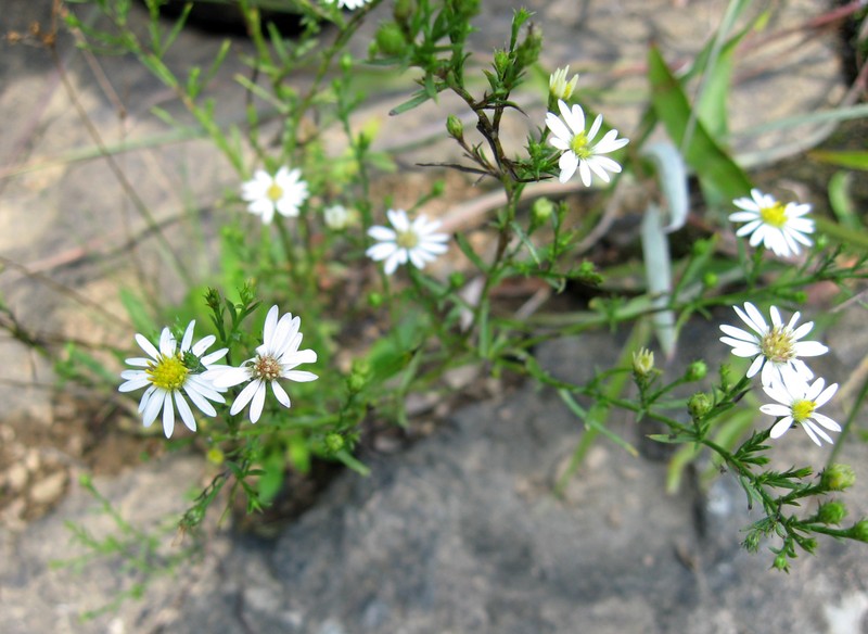 Symphyotrichum pilosum var. pilosum photo 5