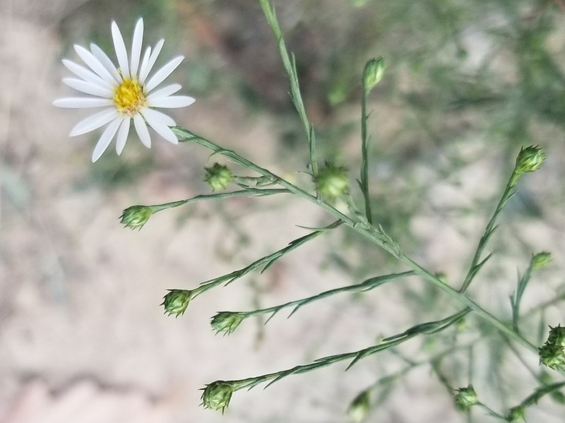Symphyotrichum pilosum var. pilosum photo 6