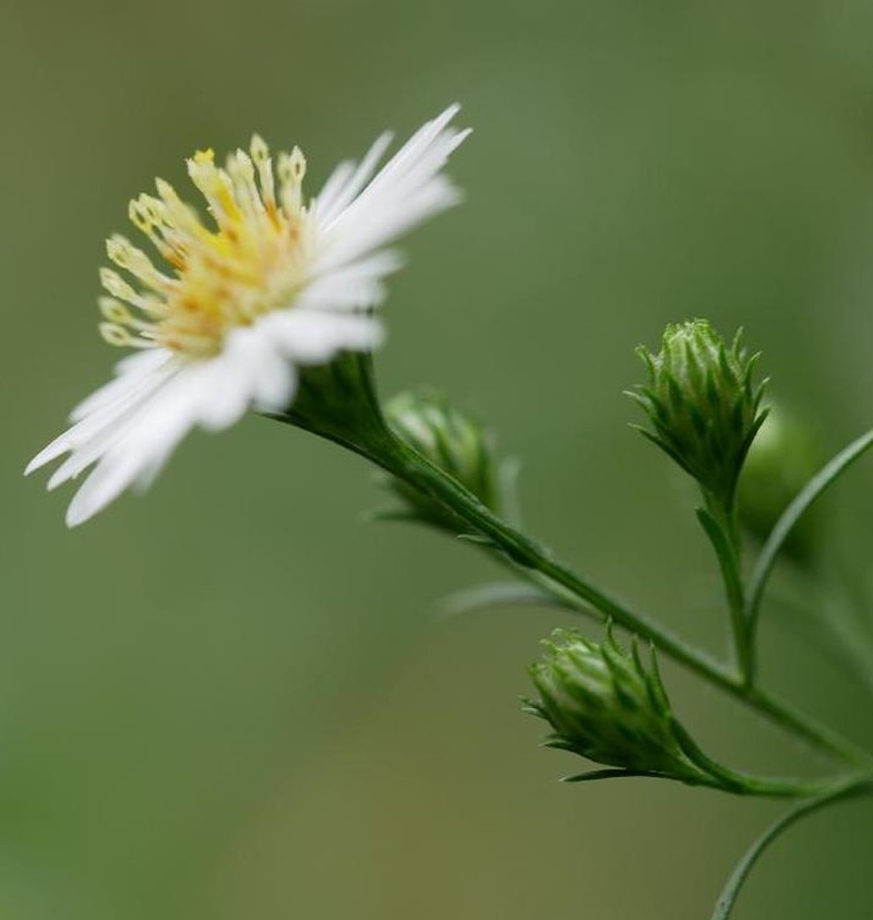 Symphyotrichum pilosum var. pilosum photo 7