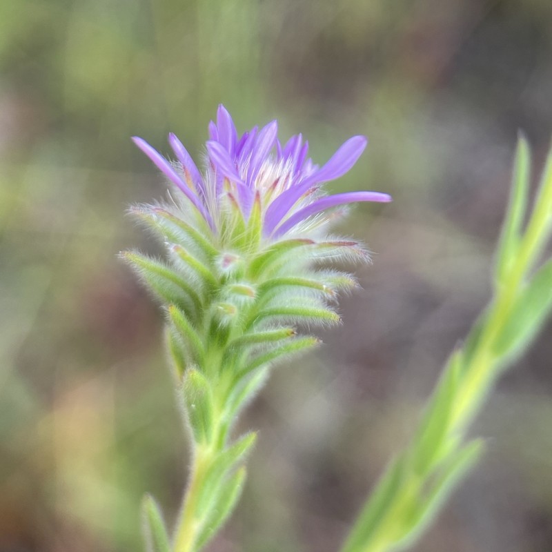 Symphyotrichum plumosum