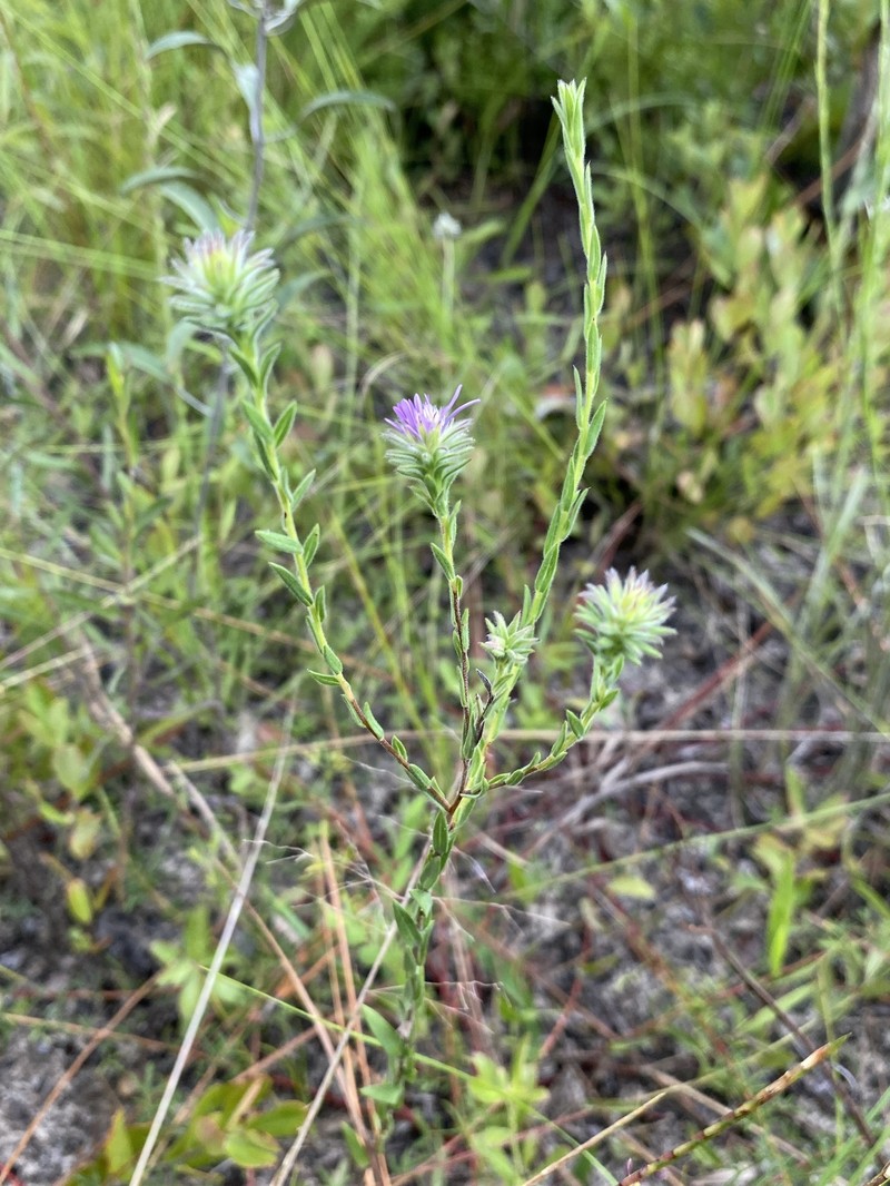 Symphyotrichum plumosum photo 2