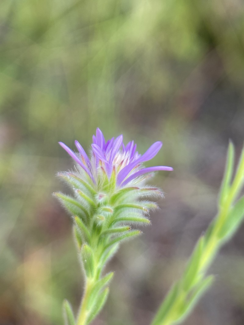 Symphyotrichum plumosum photo 3