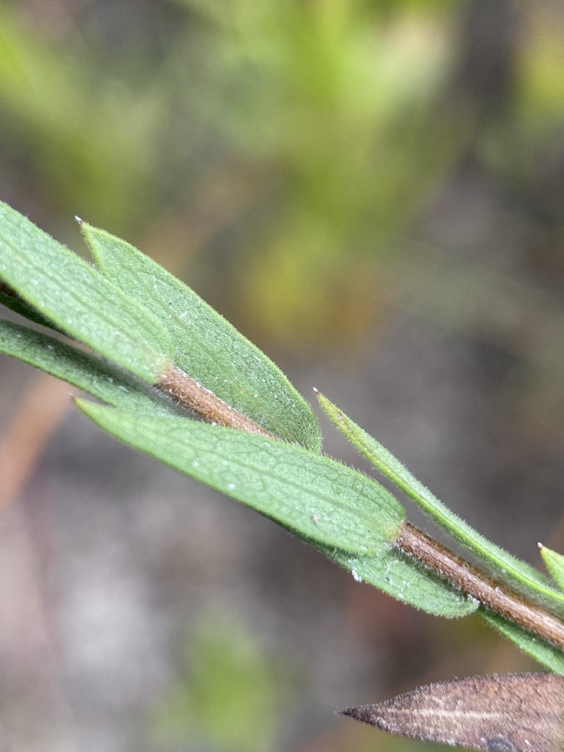 Symphyotrichum plumosum photo 4