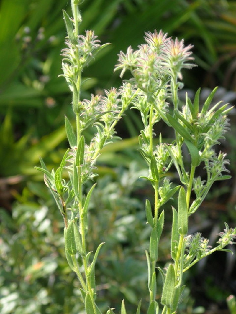 Symphyotrichum plumosum photo 5