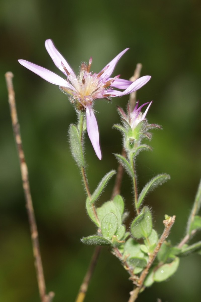 Symphyotrichum plumosum photo 6