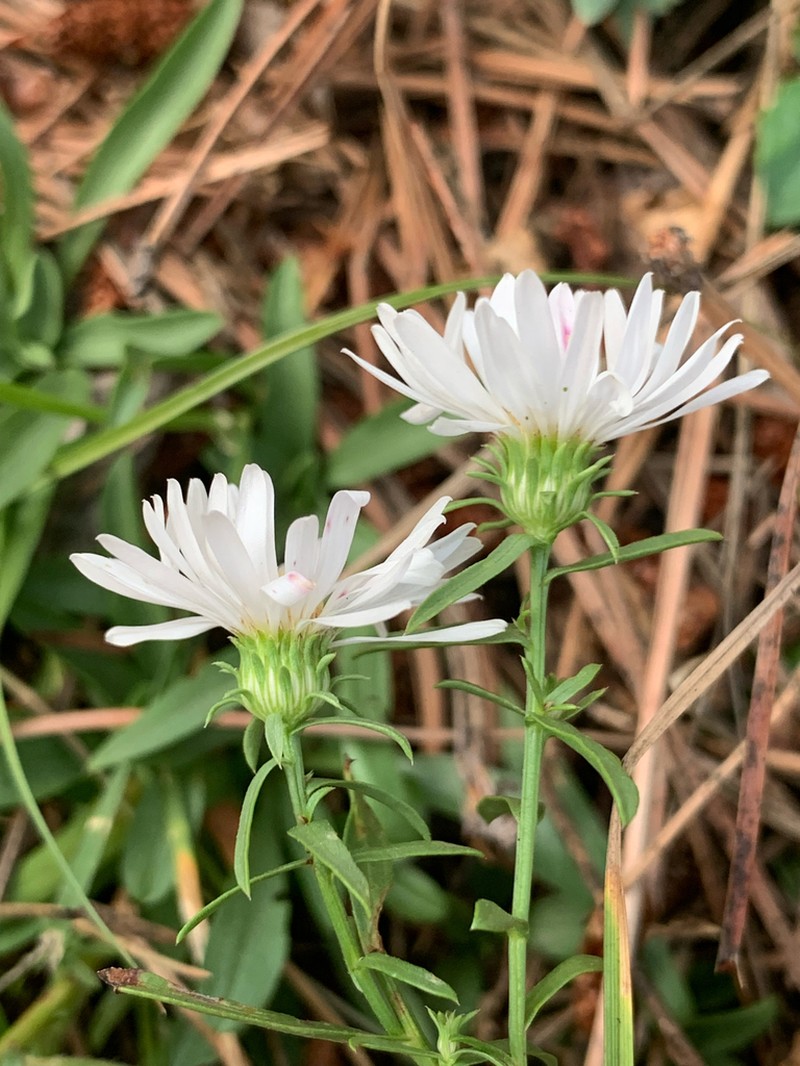 Smooth White Aster photo 4