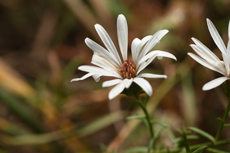 Smooth White Aster photo 5
