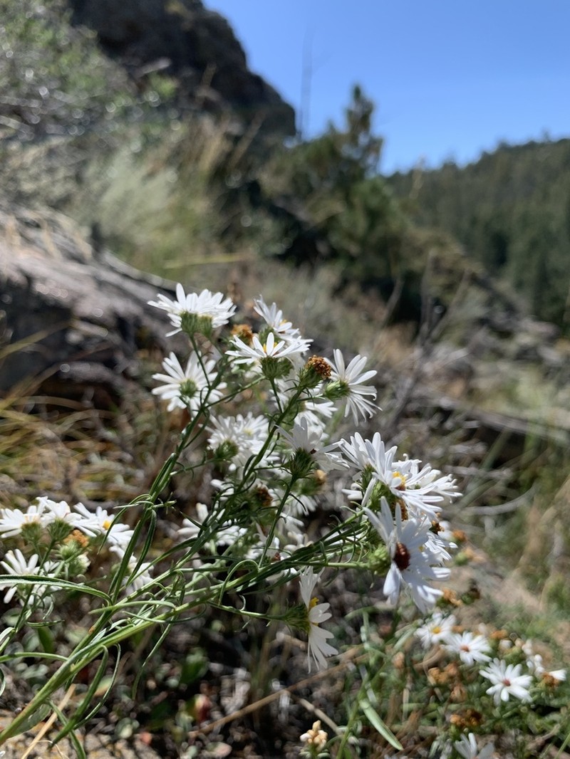 Smooth White Aster photo 6