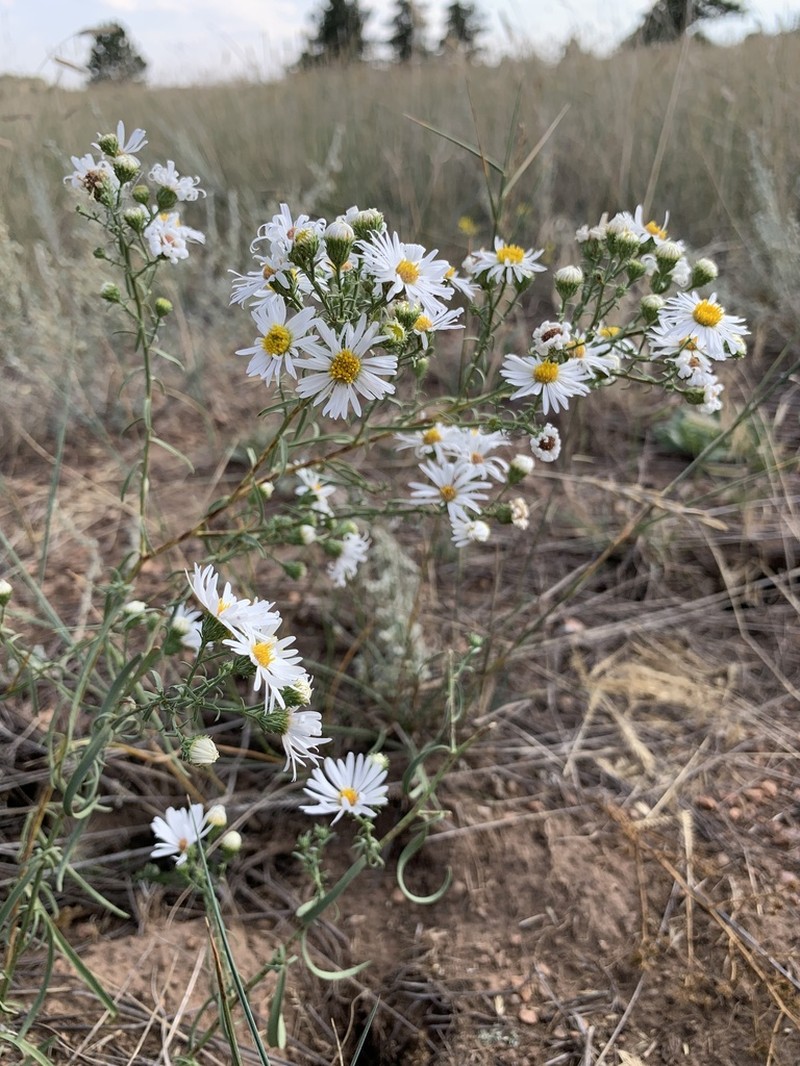 Smooth White Aster photo 7