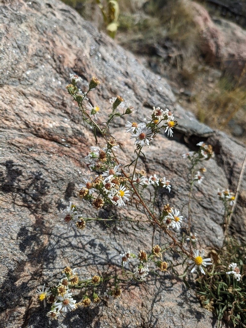 Smooth White Aster photo 8