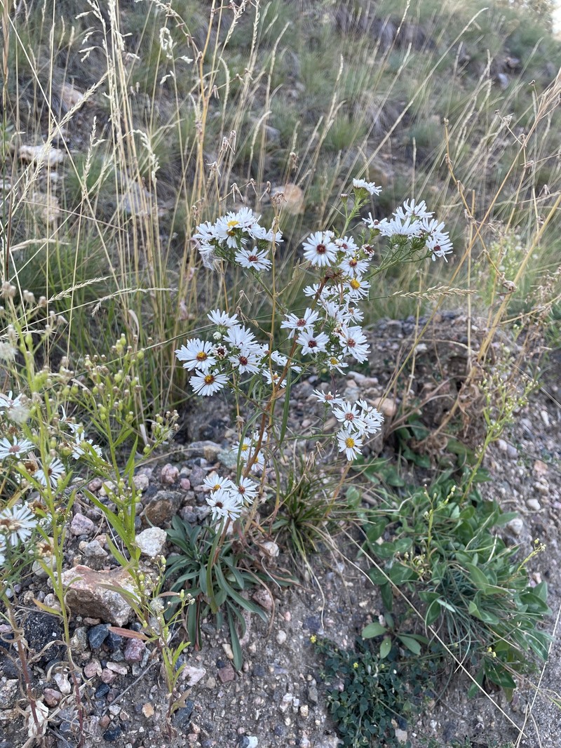 Smooth White Aster photo 4