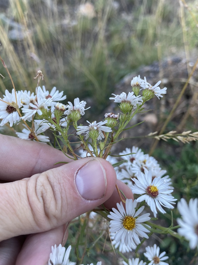 Smooth White Aster photo 5