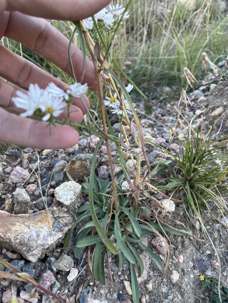 Smooth White Aster photo 6