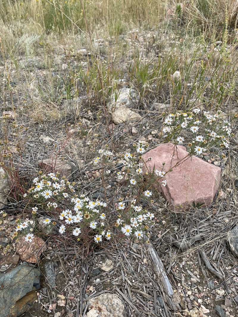Smooth White Aster photo 7