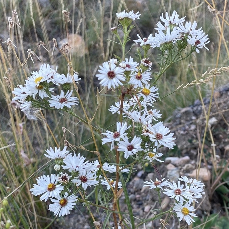 Smooth White Aster