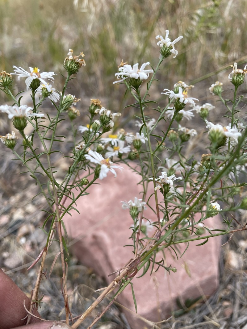 Smooth White Aster photo 2