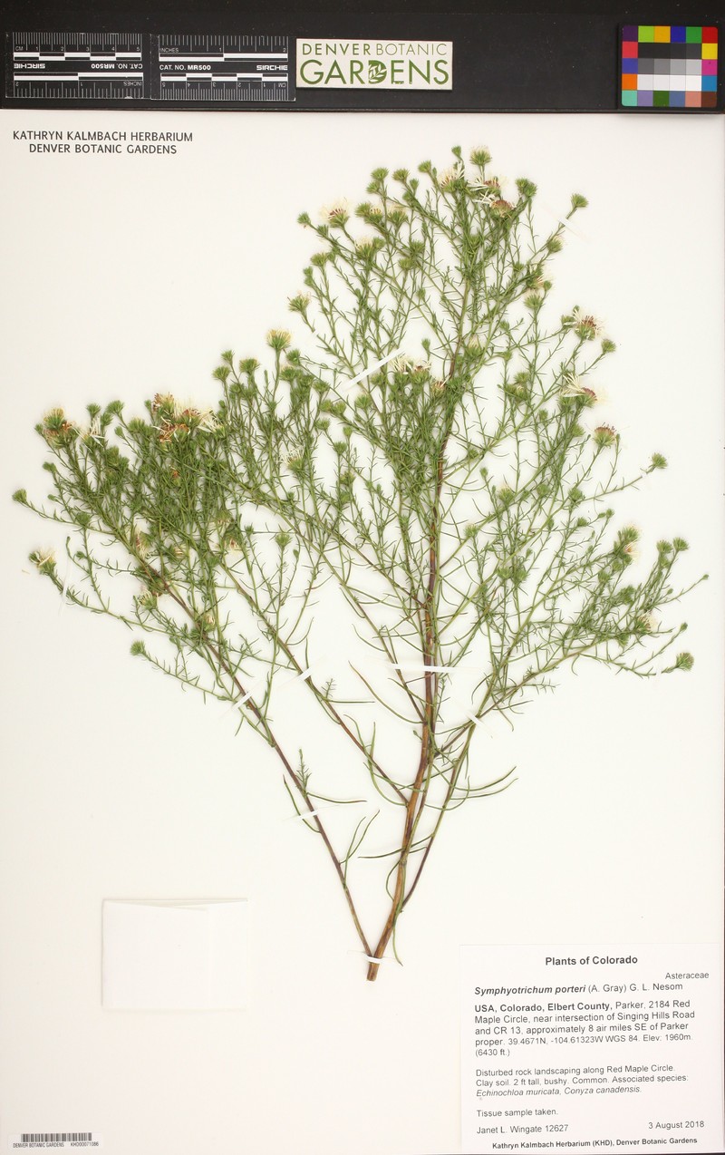 Smooth White Aster photo 3