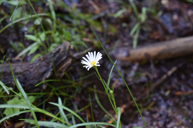 Santa Rita Mountain Aster photo 5
