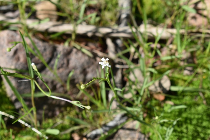 Santa Rita Mountain Aster photo 7