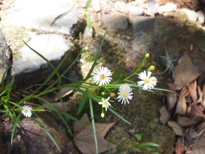 Santa Rita Mountain Aster photo 8