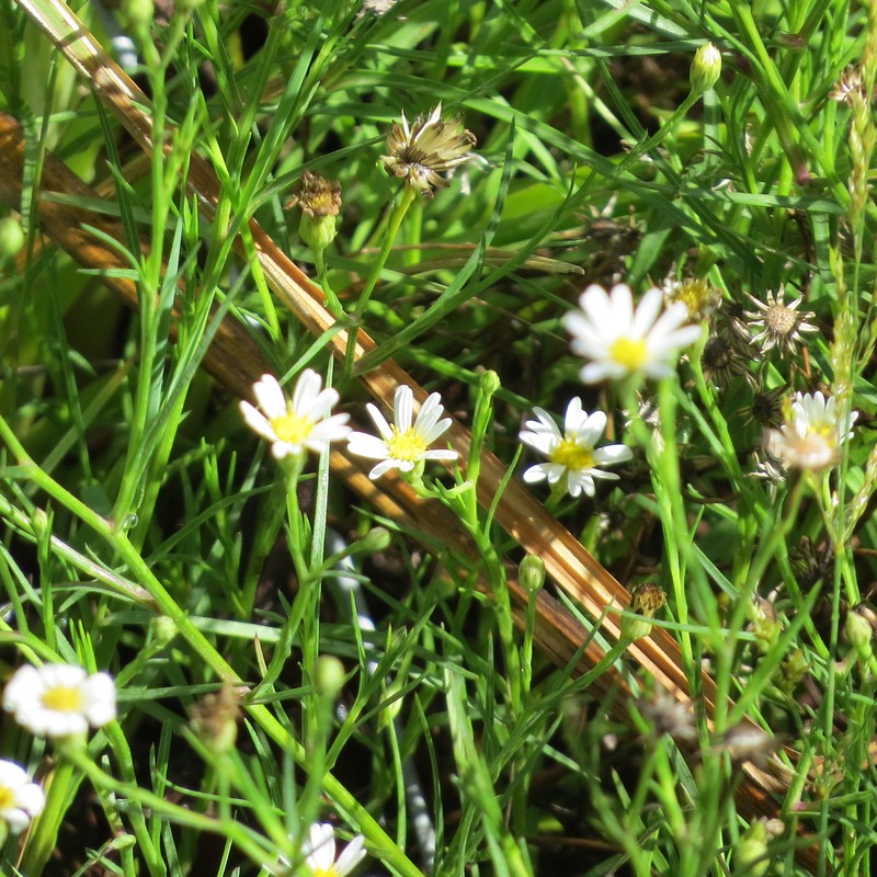 Santa Rita Mountain Aster photo 2