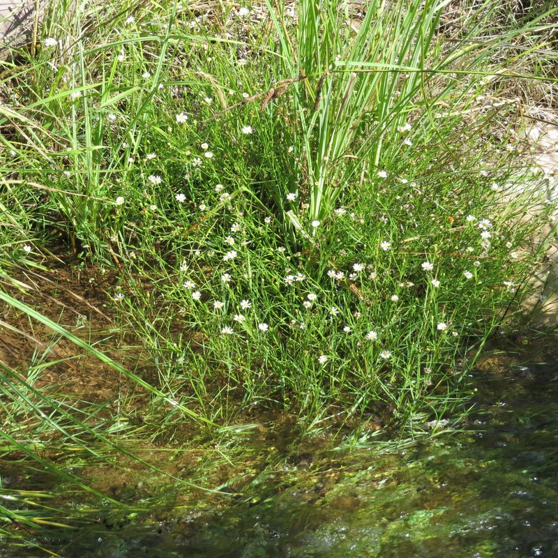Santa Rita Mountain Aster photo 3