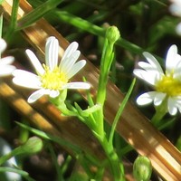 Santa Rita Mountain Aster