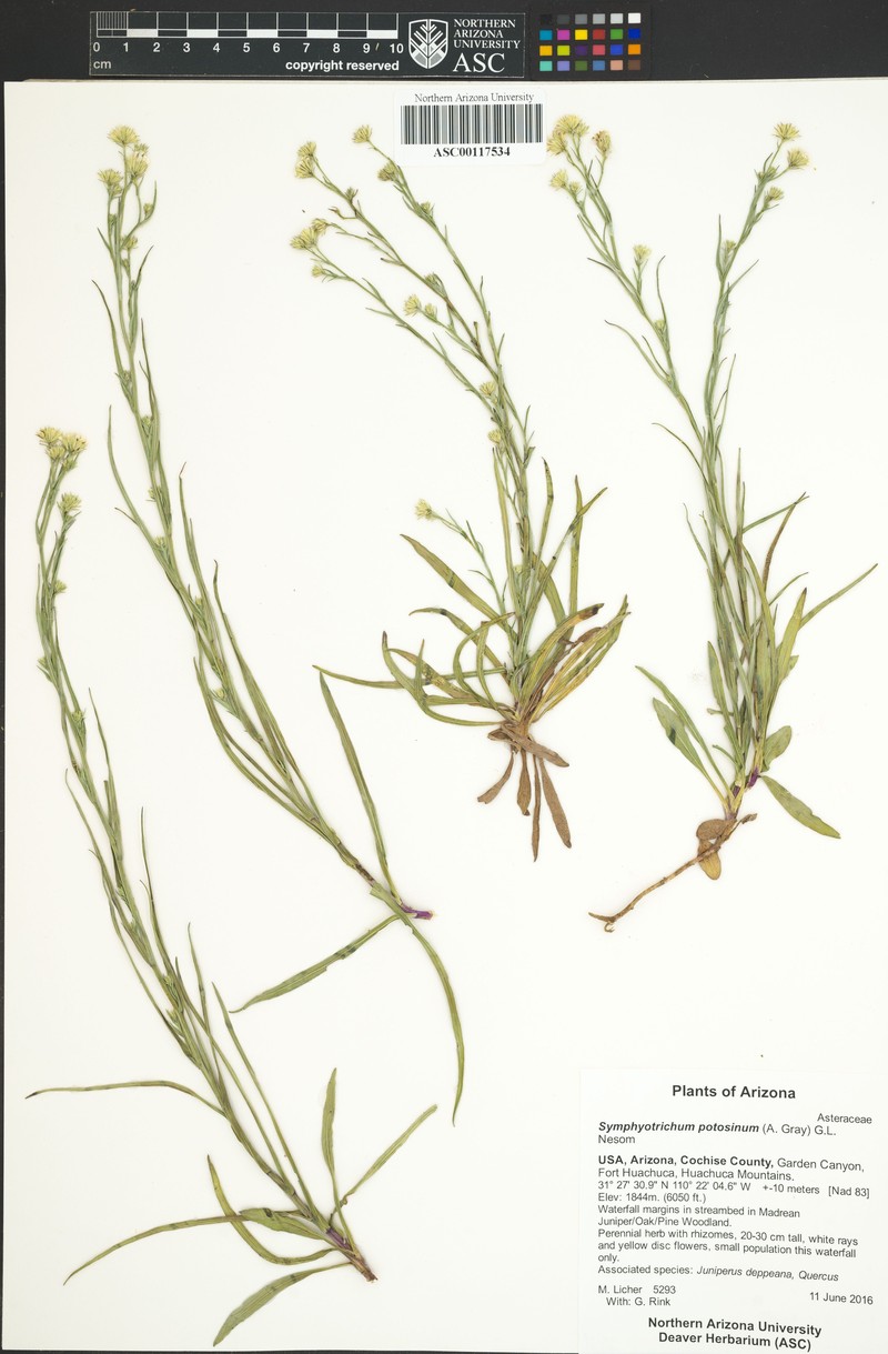 Santa Rita Mountain Aster photo 4