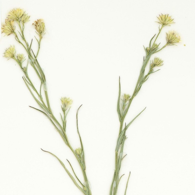 Santa Rita Mountain Aster photo 5