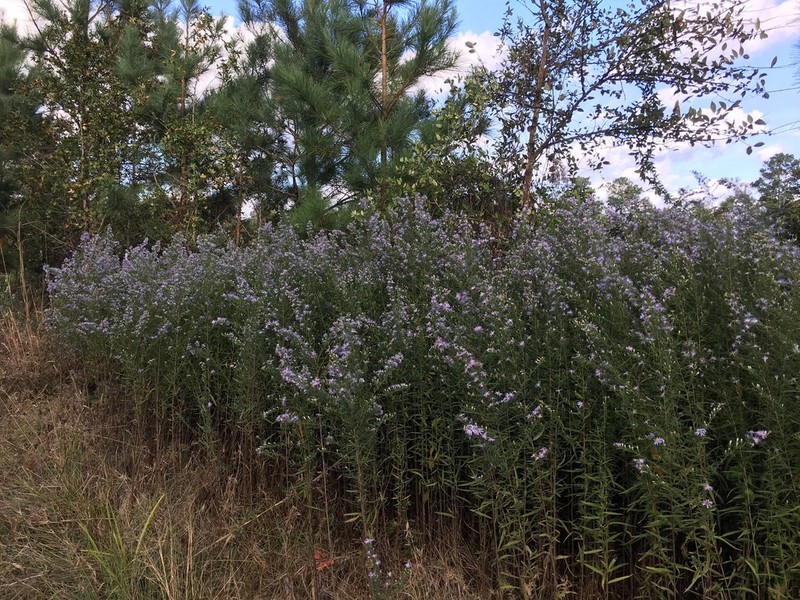 Willowleaf Aster photo 6