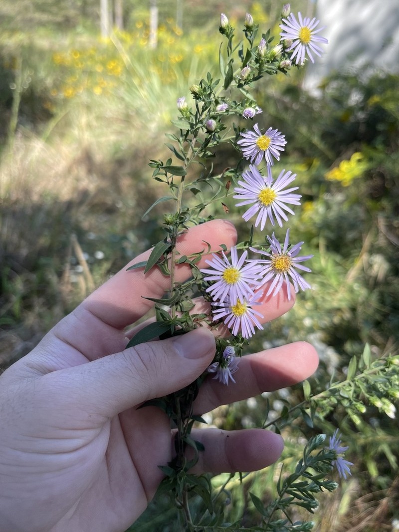 Willowleaf Aster photo 7