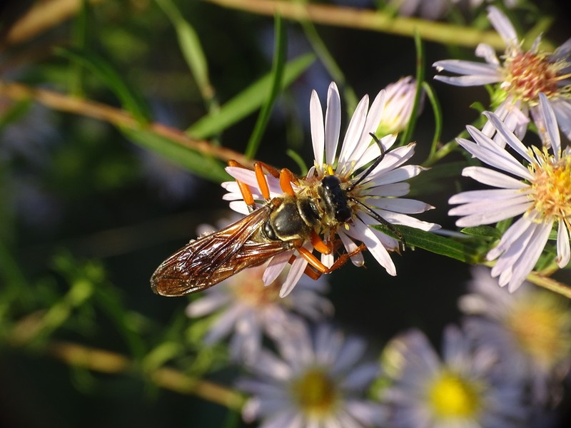 Willowleaf Aster photo 4