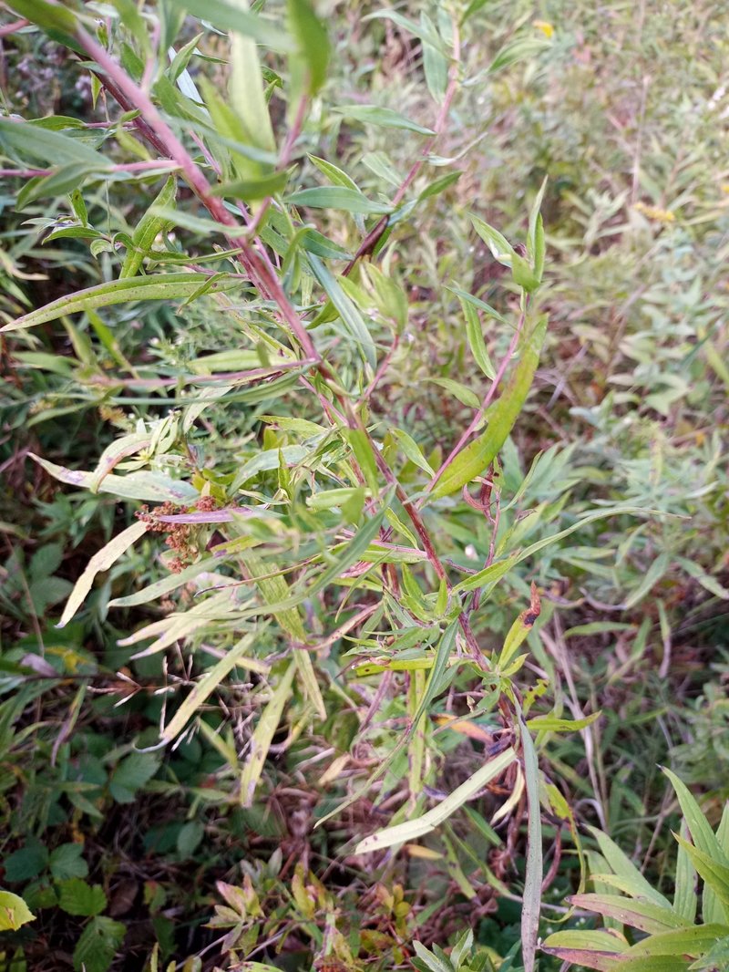 Willowleaf Aster photo 6