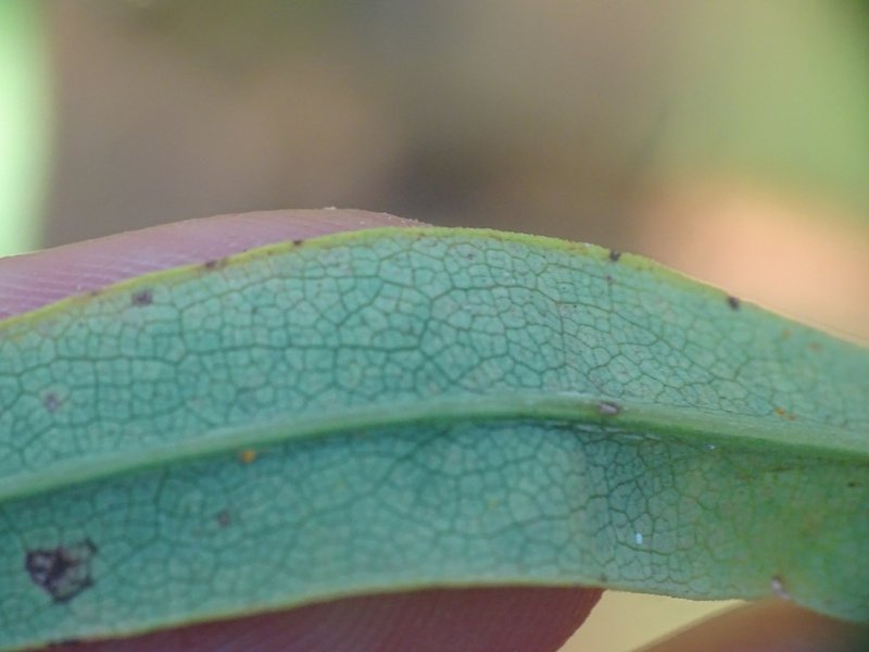 Willowleaf Aster photo 7