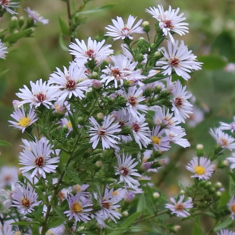 Willowleaf Aster photo 2