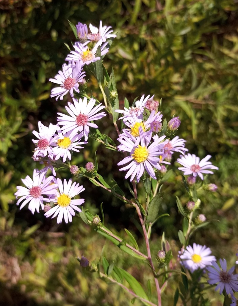 Willowleaf Aster