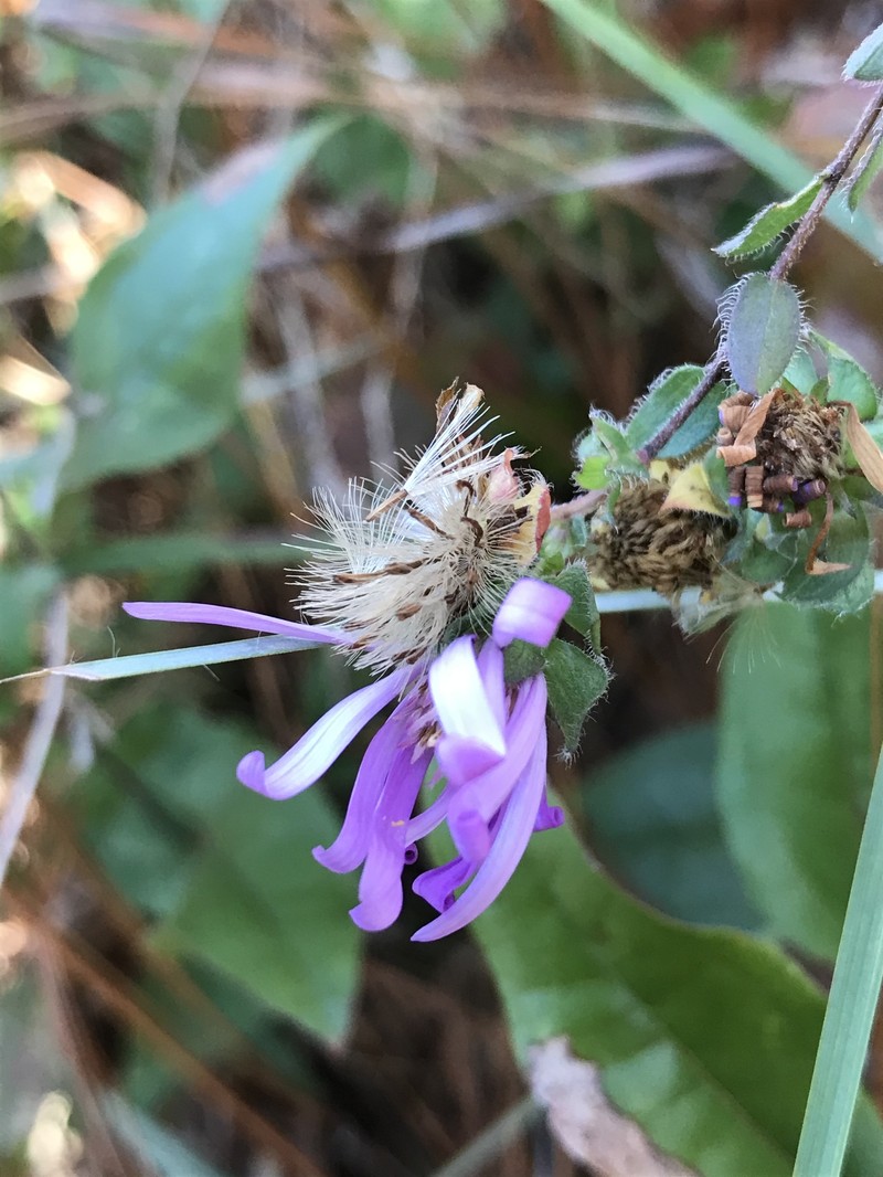 Barrens Silky Aster photo 8
