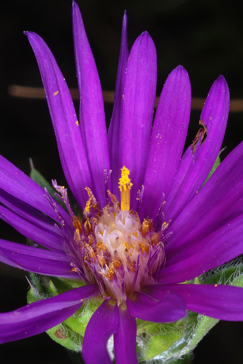 Barrens Silky Aster
