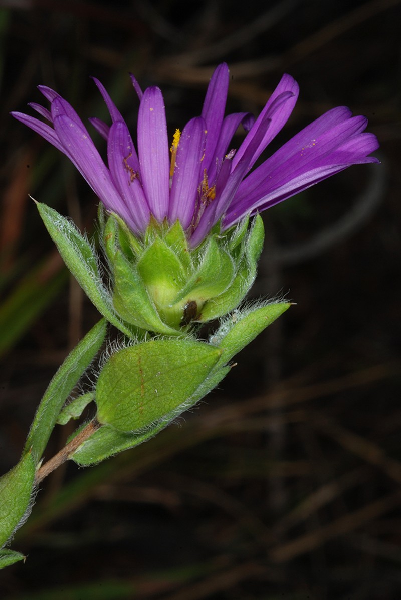 Barrens Silky Aster photo 3
