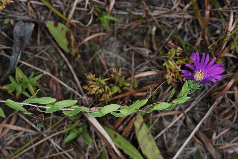 Barrens Silky Aster photo 4