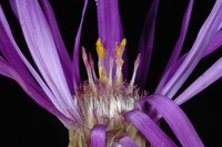 Barrens Silky Aster
