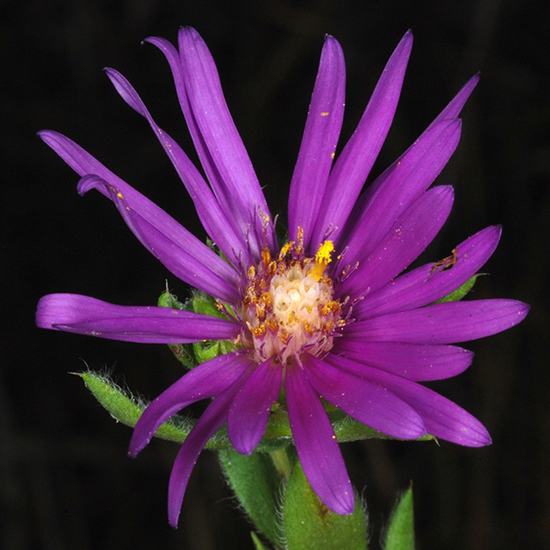 Barrens Silky Aster photo 5