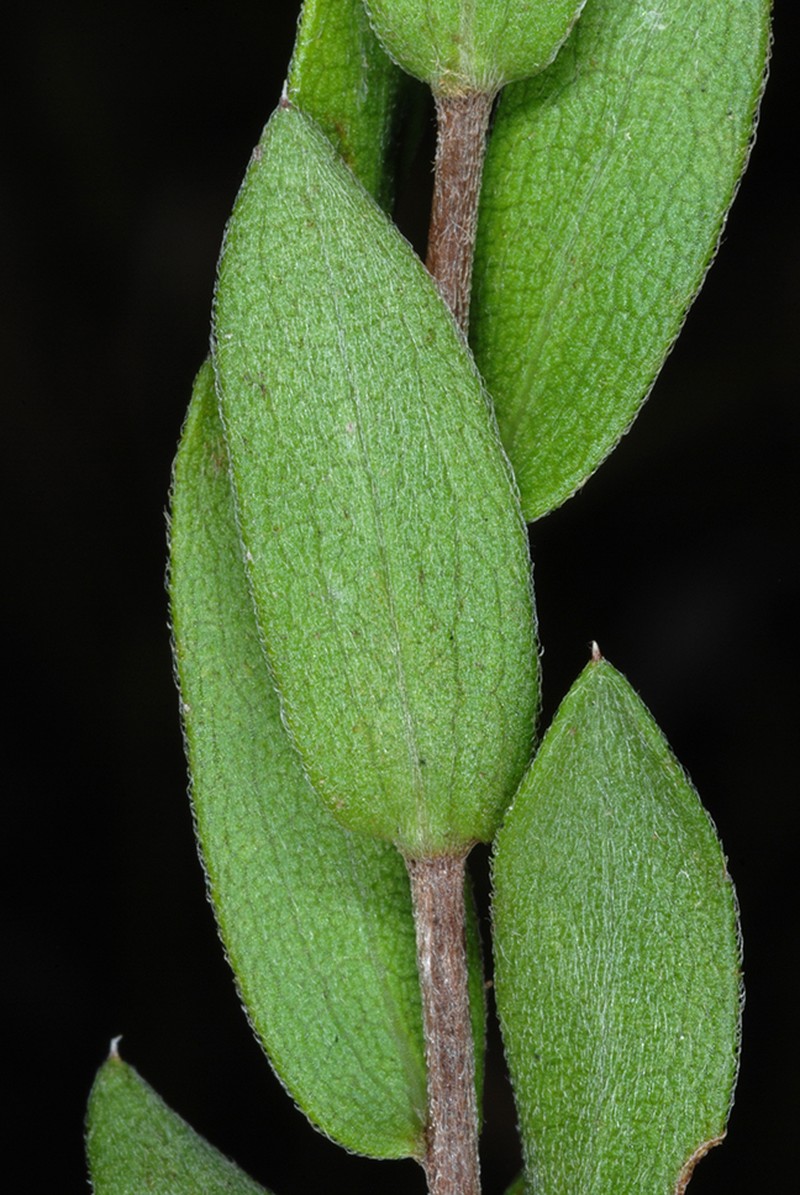 Barrens Silky Aster photo 6