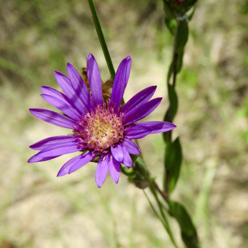 Barrens Silky Aster photo 7