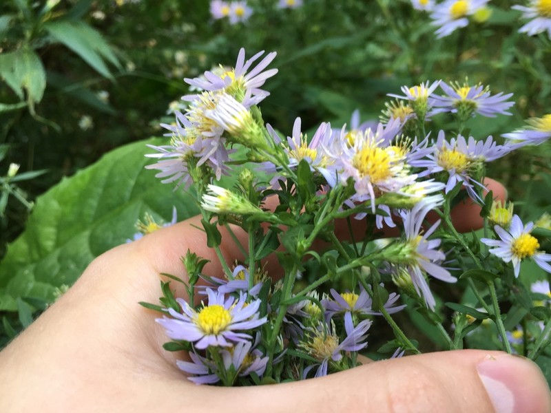 Crookedstem Aster photo 3