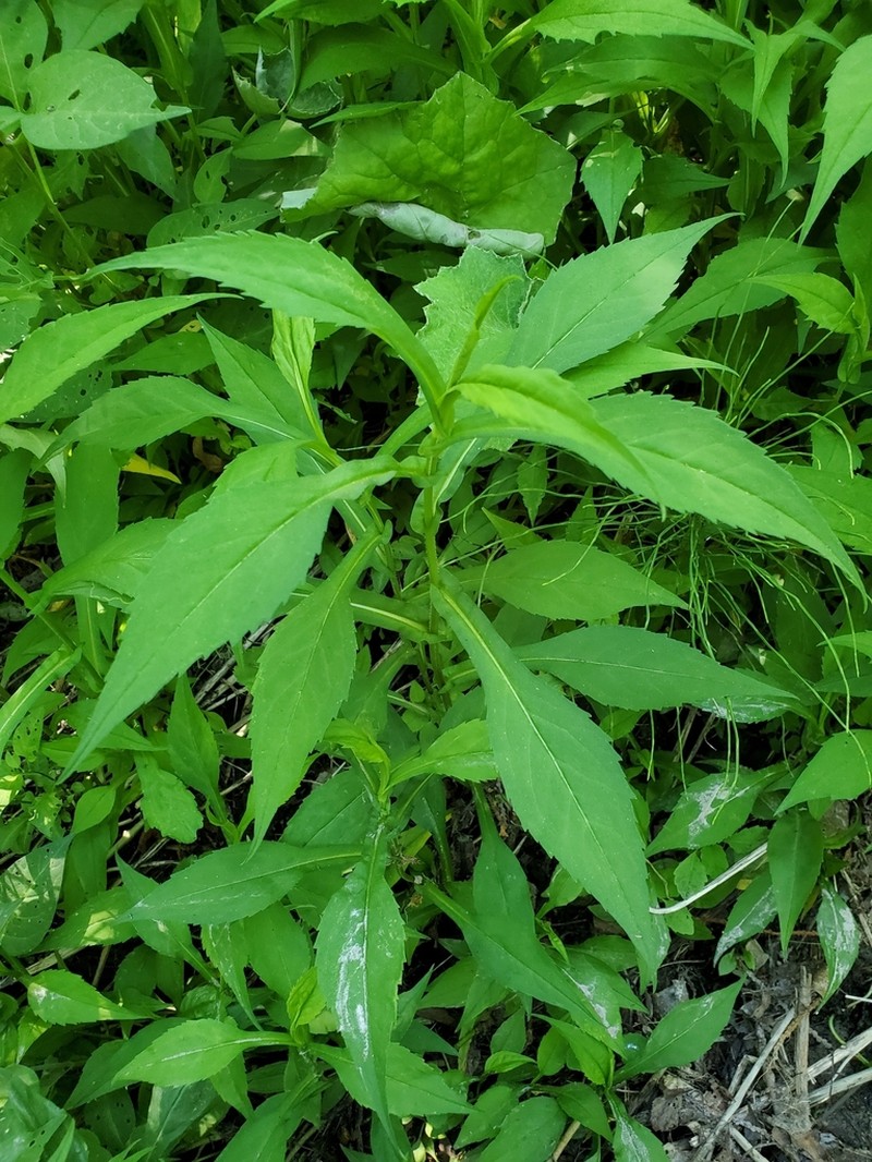 Crookedstem Aster photo 4