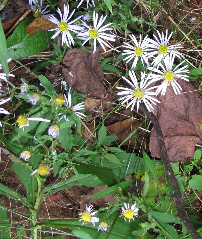 Crookedstem Aster photo 5